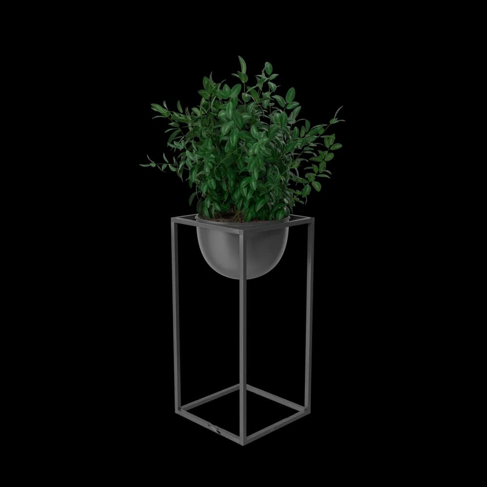 House Showpiece Plant