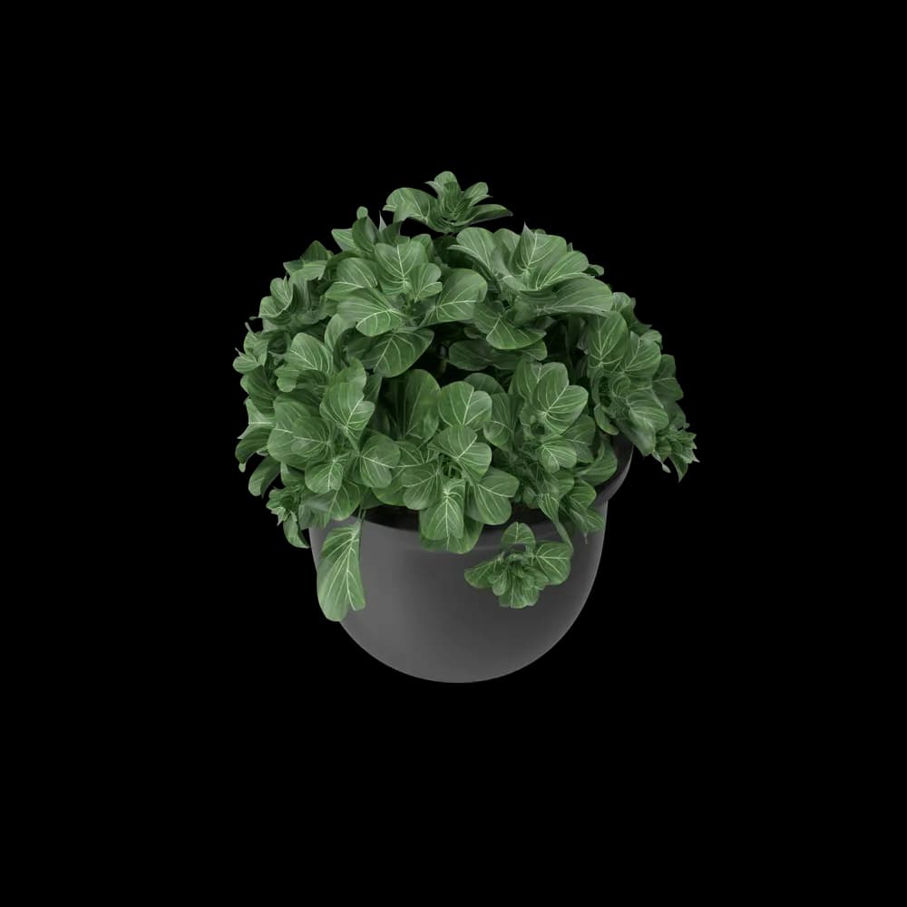 Plant Pot